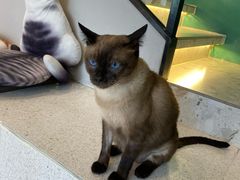 -飞行喵MR PILOT|猫舍·猫咖(静安大融城店)
