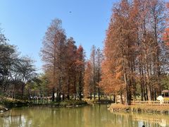 -森波拉火山温泉