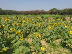 -武汉紫薇都市田园