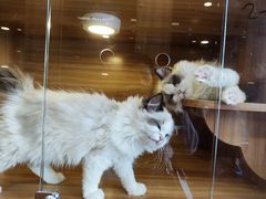 -猫十亿·布偶金渐层·曼基康矮脚猫舍(青年路店)