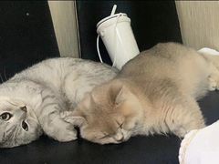 -东方名猫馆·英短金渐层布偶猫舍(环线广场1号楼店)