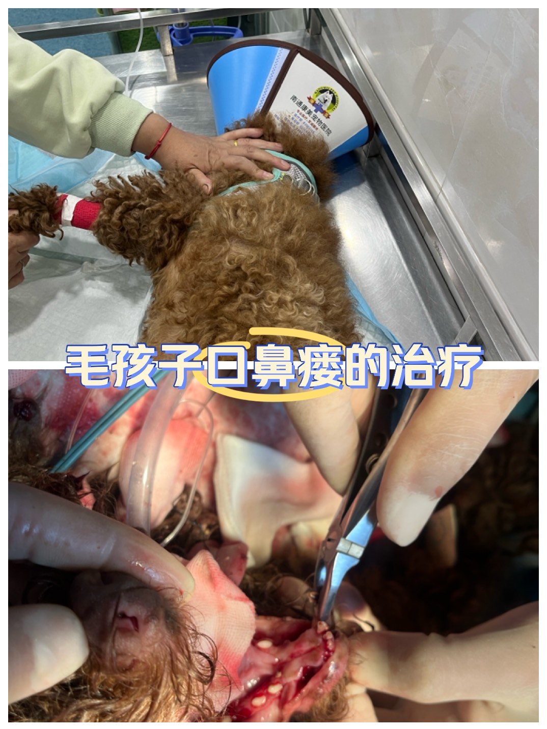 老年犬口鼻瘘症状图片