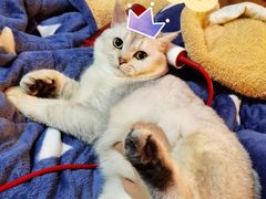 -艾吉宠物医院·疑难杂症转诊中心·猫友好(碧江路院)