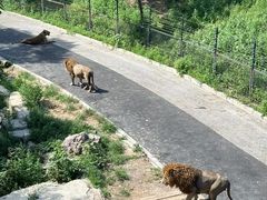 -大连森林动物园