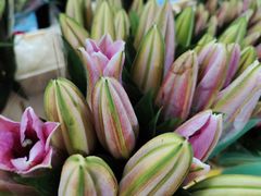 -昆明国际花卉拍卖交易中心