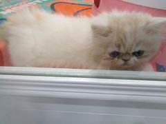 -糯米喵星人·撸猫猫舍咖啡馆(西市场嘉华店)