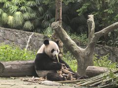 -都江堰中华大熊猫苑