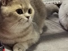 -猫大福·Fortune Cat猫舍(百子湾店)