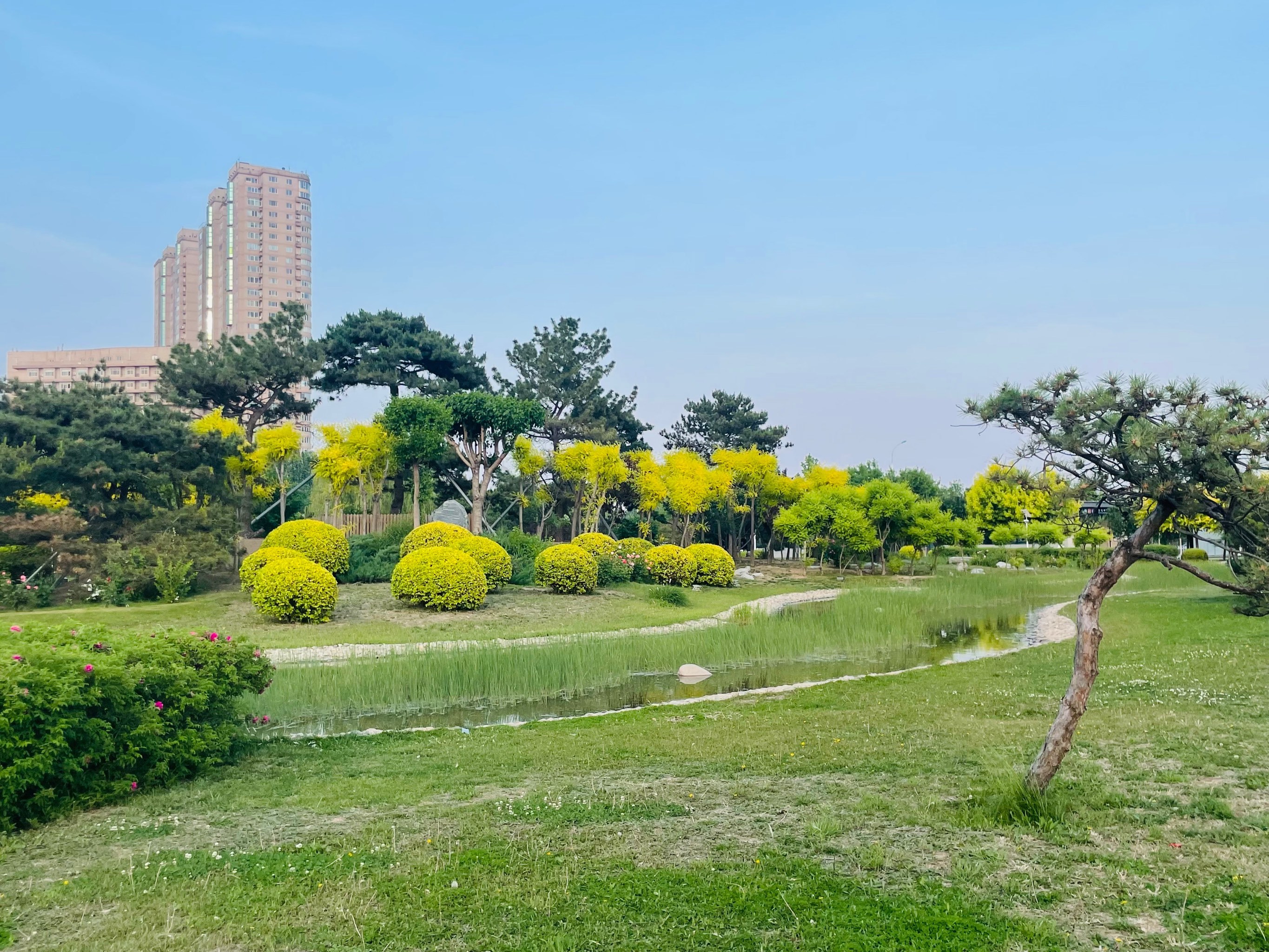 银河公园不只有海棠花,月季花海尤为显得别样美