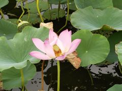 -天津东丽湖风景区