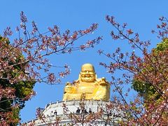 -高东镇樱花园