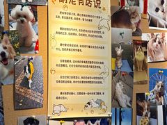 -翊宠yipet猫狗购宠庄园犬舍•猫舍