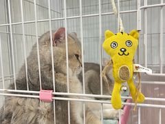-暖阳宠物医院·犬猫康复中心·骨科