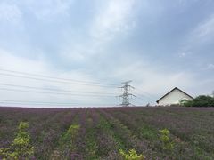-紫颐香薰山谷景区