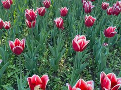 -长春公园(普阳街道)