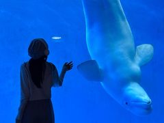 -海合安成都极地海洋公园