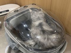 -米苏动物医院·犬猫专科·骨科外科内窥镜