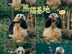 -成都大熊猫繁育研究基地