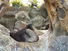 -北京野生动物园