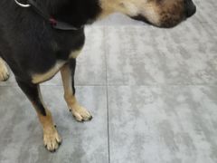 -严国平动物医院(德政总院)