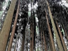 -武陵山森林公园