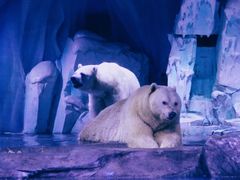 -上海海昌海洋公园-冰山北极馆