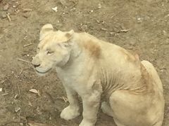 -泉州海丝野生动物世界