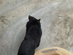 -东方熊牧场