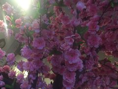 -泰山风景名胜区-普照寺