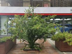 -龙膜全球臻选店·汽车贴膜·隐形车衣