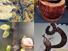 -中国科学院西双版纳热带植物园
