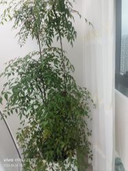 -HEYAN荷妍专业脱毛连锁机构
