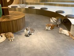 -飞行喵MR PILOT|猫舍·猫咖(静安大融城店)