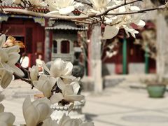 -天津大悲禅院