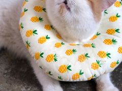 -喵屿·大理花园猫咖