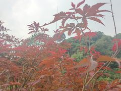 -广州市帽峰山景区