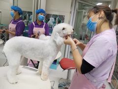 -北京观赏动物医院·24小时大型综合·猫专科·异宠专科