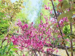 -南汇桃花村