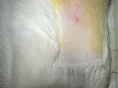 -创凡宠物医院·骨专科  猫科中心(西乡分院)