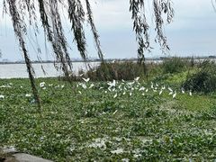 -阳澄湖半岛旅游度假区
