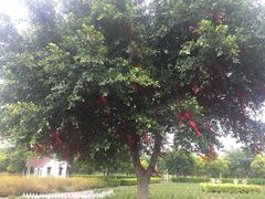 -广东花都香草世界旅游度假区