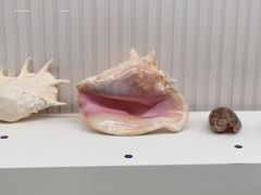 -青岛贝壳博物馆