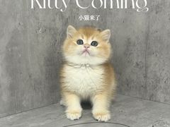 -小猫来了·猫舍(红山六九七九店)