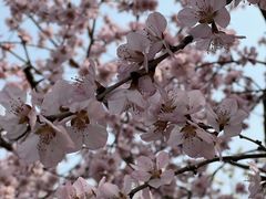 -桃花堤公园