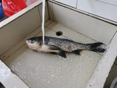 -万佛湖许老大铁锅鱼(黑金冠店)