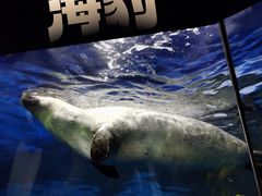 -上海海洋水族馆