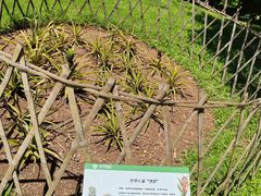 -中国科学院西双版纳热带植物园