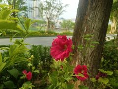 -后襄河公园