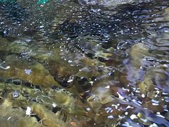 -聚盛源蒸汽海鲜火锅烤肉自助(巨川金海岸购物广场店)