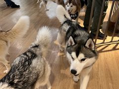 -Husky Go! 哈士奇体验馆·宠物咖啡厅狗咖
